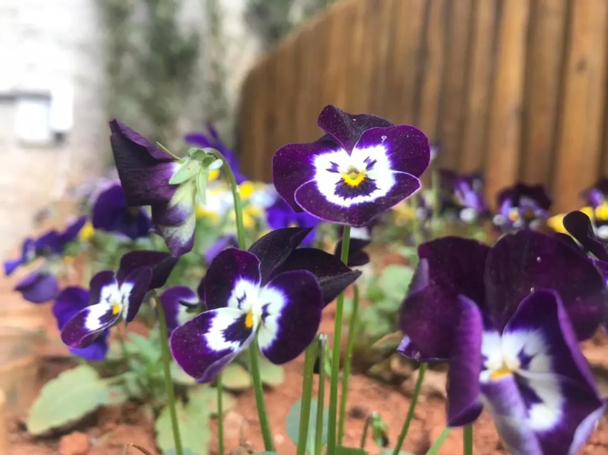 Casa Da Flor Com Lareira Βίλα Campos do Jordão Βραζιλία