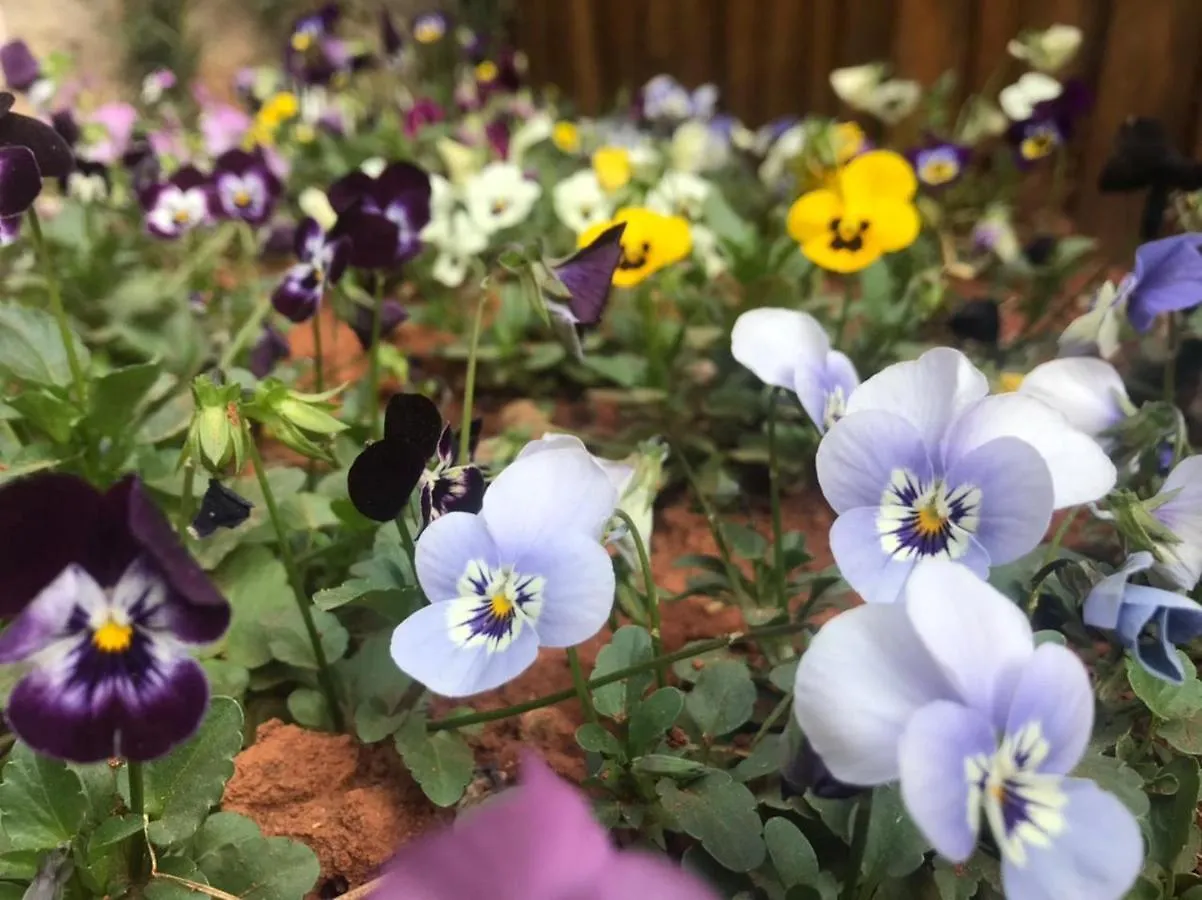 Casa Da Flor Com Lareira Βίλα Campos do Jordão 0*,  Βραζιλία