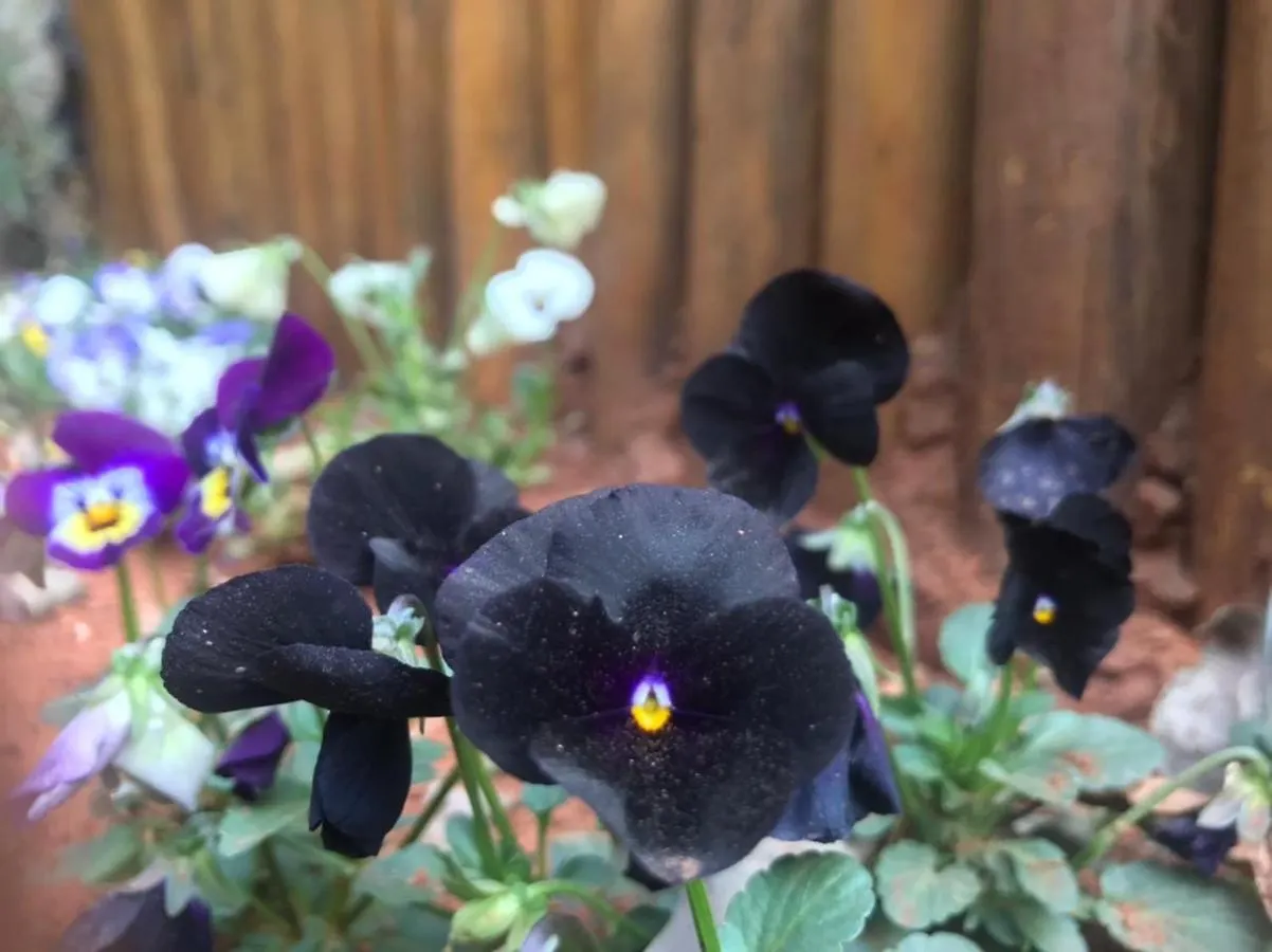 Casa Da Flor Com Lareira Βίλα Campos do Jordão Σπίτι διακοπών